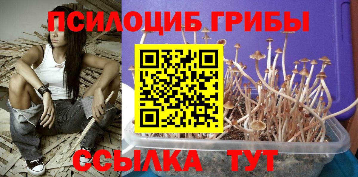 Калач-на-Дону  Псилоцибиновые грибы Psilocybine cubensis  Вход с VPN  продажа наркотиков  Псилоцибиновые грибы Cubensis 